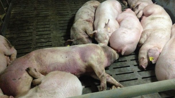 Tăng cường kiểm soát, không để Dịch tả lợn châu Phi bùng phát